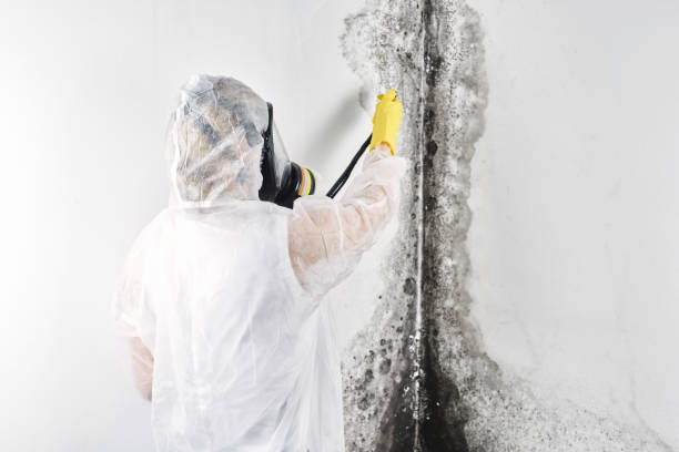 Best Mold removal after water damage  in Shorewood Hills, WI